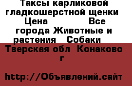 Таксы карликовой гладкошерстной щенки › Цена ­ 20 000 - Все города Животные и растения » Собаки   . Тверская обл.,Конаково г.